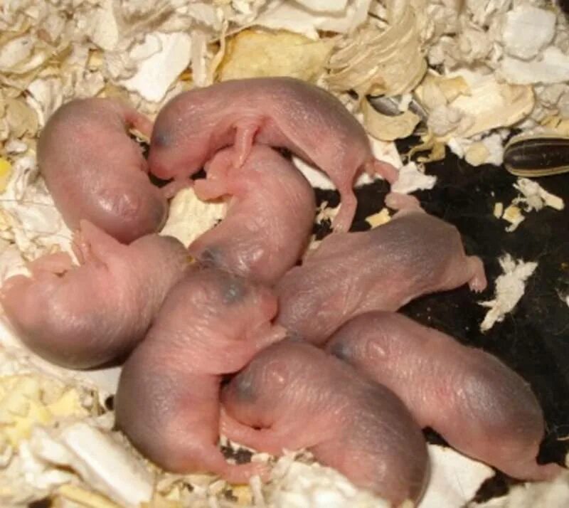Потомство хомяка. Новорождённые джунгарские хомячки. Джунгарские хомячки маленькие новорождённые. Новорожденные хомячки джунгарики. Хомячата джунгарские Новорожденные.