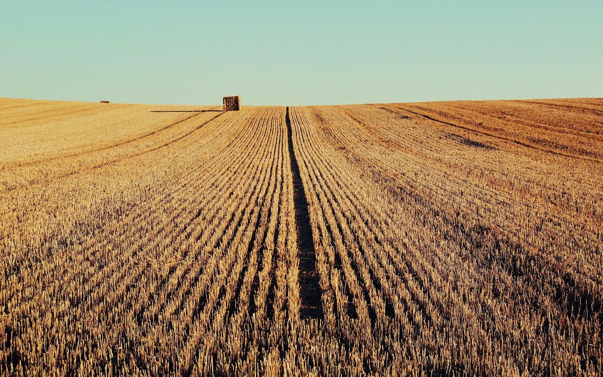 Поле пшеницы. В поле. Сельскохозяйственные земли. Поле пашня. Русское вспаханное поле