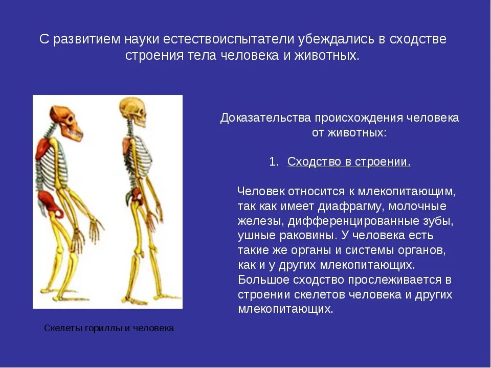 Отличия скелета человека от млекопитающего. Различия человека и млекопитающих. Отличие человека от млекопитающих животных. Особенности строения тела человека. Место человека среди млекопитающих.