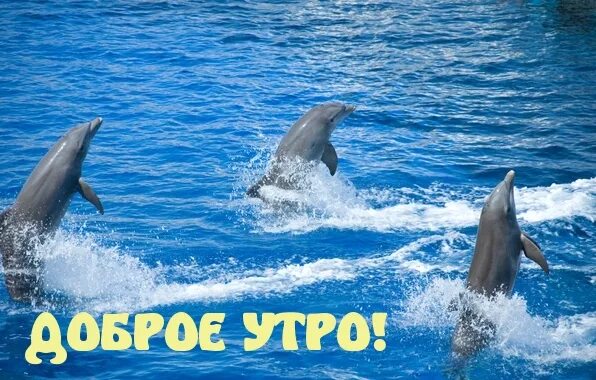 Доброе утро дельфины картинки