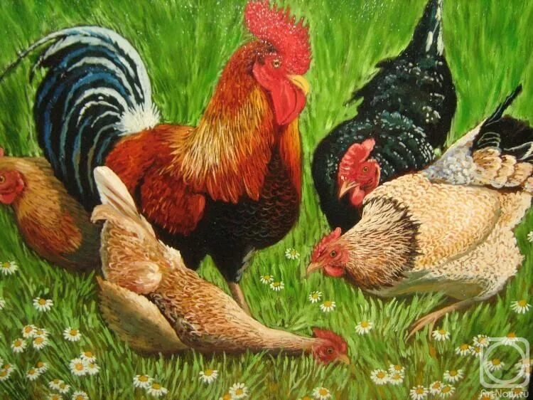 Сен санс куры. Сен санс куры. Сен санс курочки и петушки. Куры и петухи сен санс рисунок. Куры и петухи сен санс.