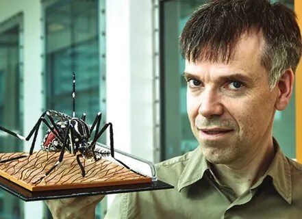 Без насекомых