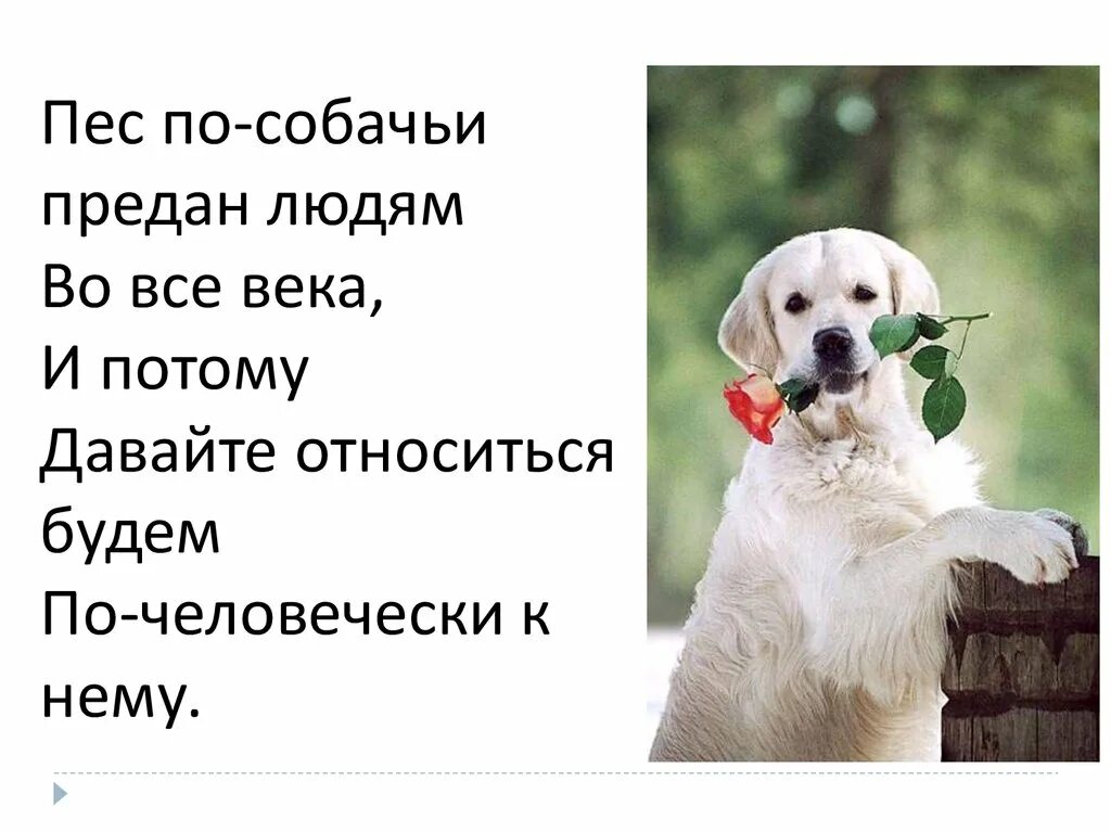 Собака друг человека объяснить. Высказывания о собаках. стих про верного друга собаку. цитаты про собак. высказываниямо собаках.