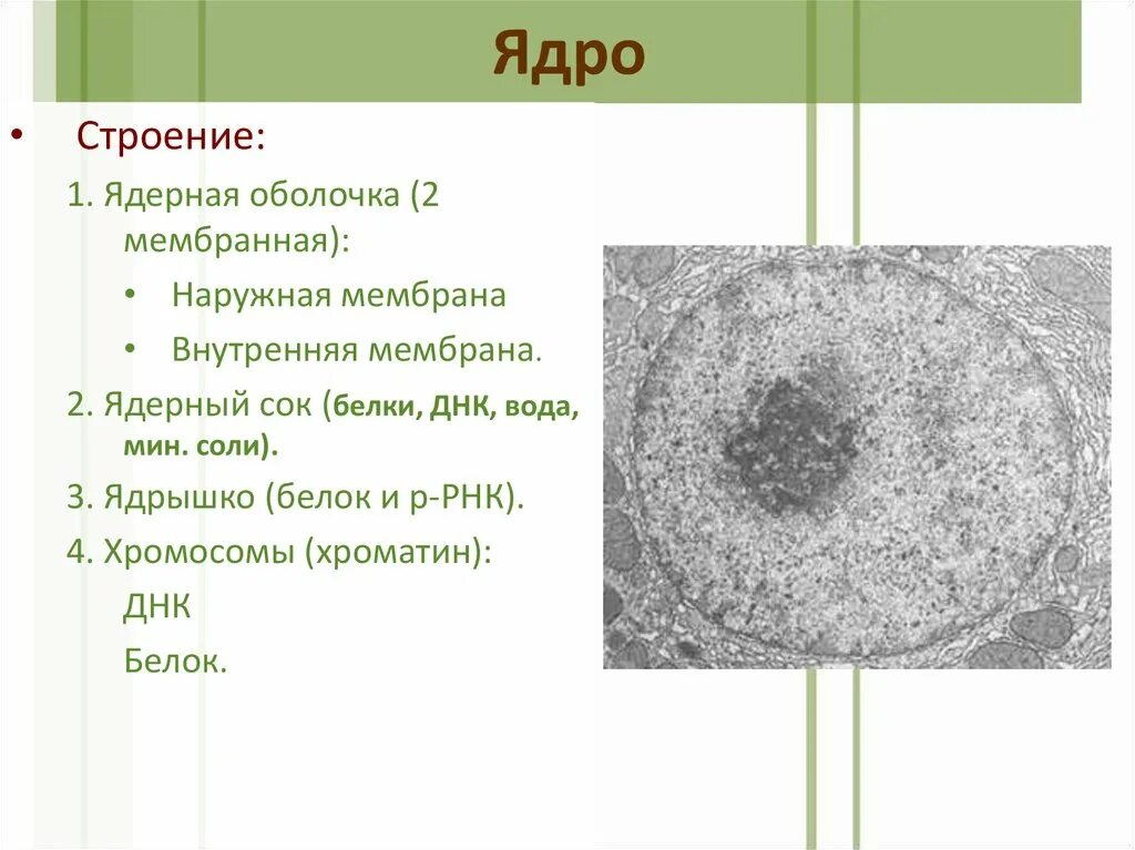 Строение ядра урок. Ядро ядрышко ядерная оболочка. Строение ядрышка. Строение ядрышка гистология. Ядро и ядрышко строение.