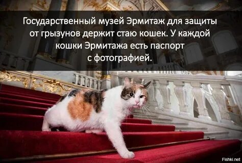 Коты на официальной службе в эрмитаже