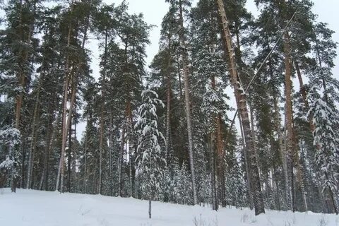 Бузулукский бор разрешение