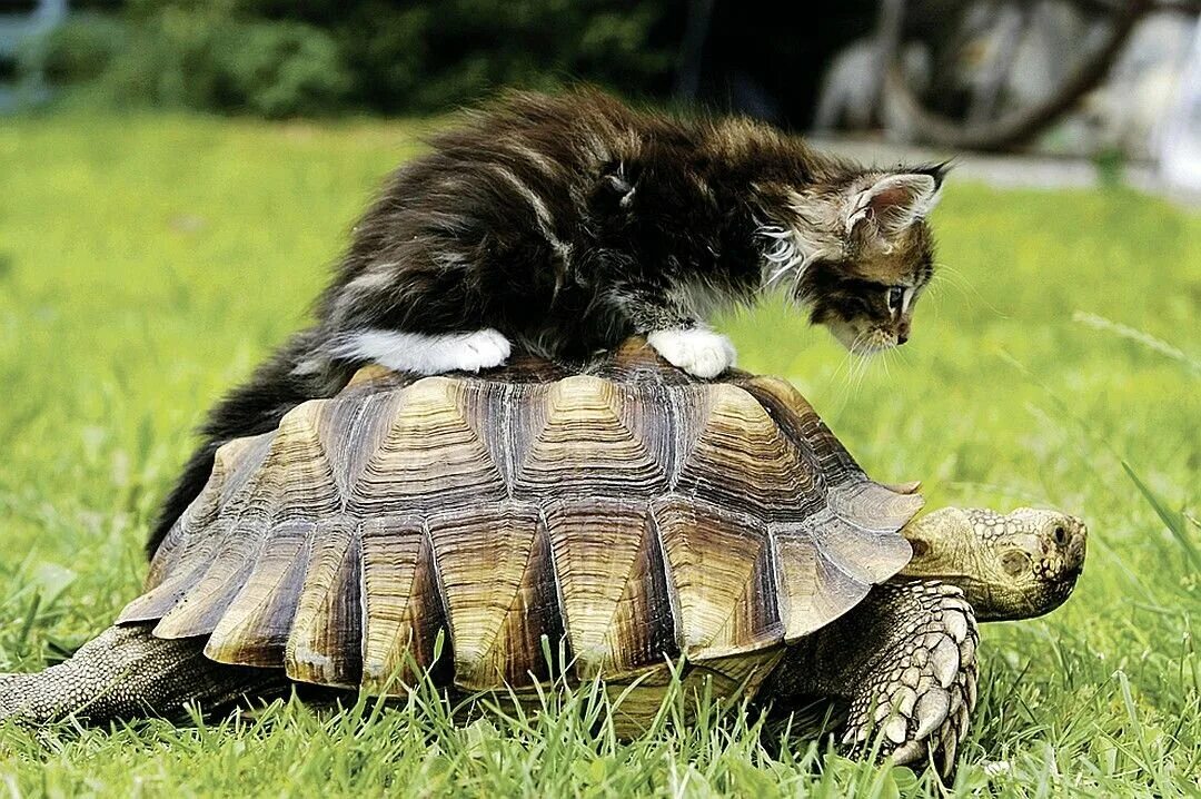 Кот и черепаха. Элсея белогорлая черепаха. котик черепаха. котята черепашки.