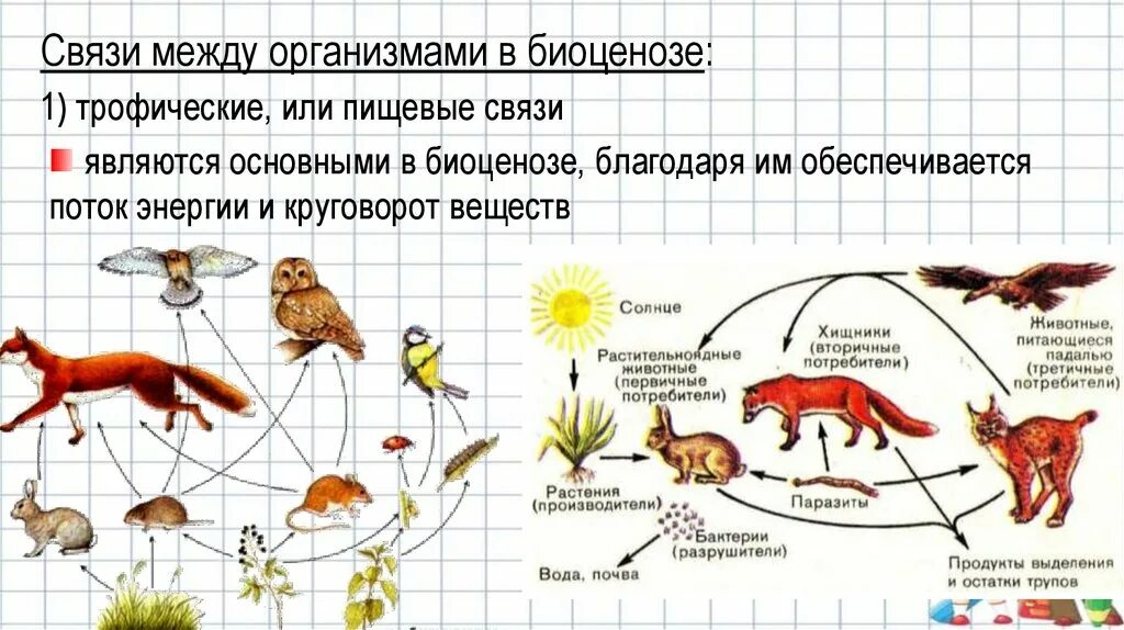 Разнообразие пищевых взаимоотношений. Связи и взаимоотношения между организмами в биоценозах. Связи между организмами в биоценозе. Трофические связи в биоценозе. Типы взаимоотношений в биоценозе.