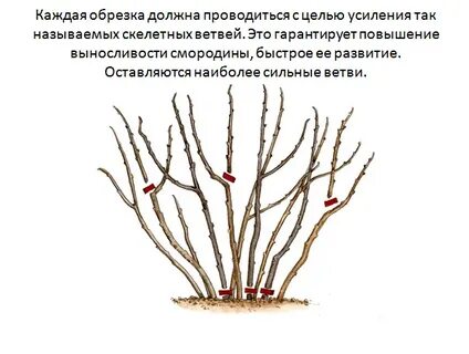 Сколько веток оставлять на смородине