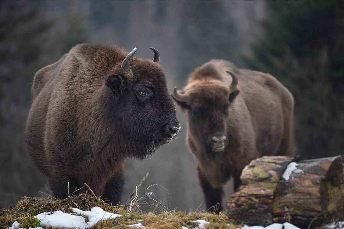 Зубр картинка. ЗУБР Bison bonasus. Беловежская пуща бизоны. Европейский ЗУБР В Беловежской пуще.. Карпатский ЗУБР.