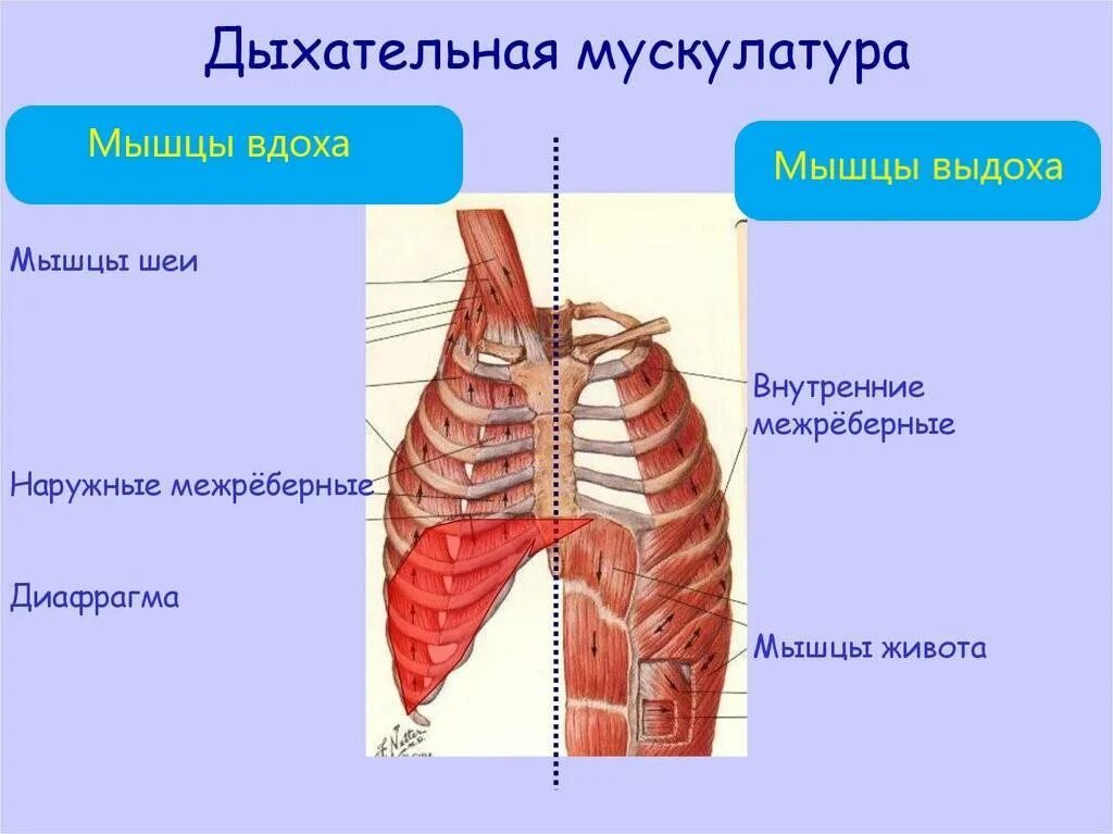Опущенные ребра