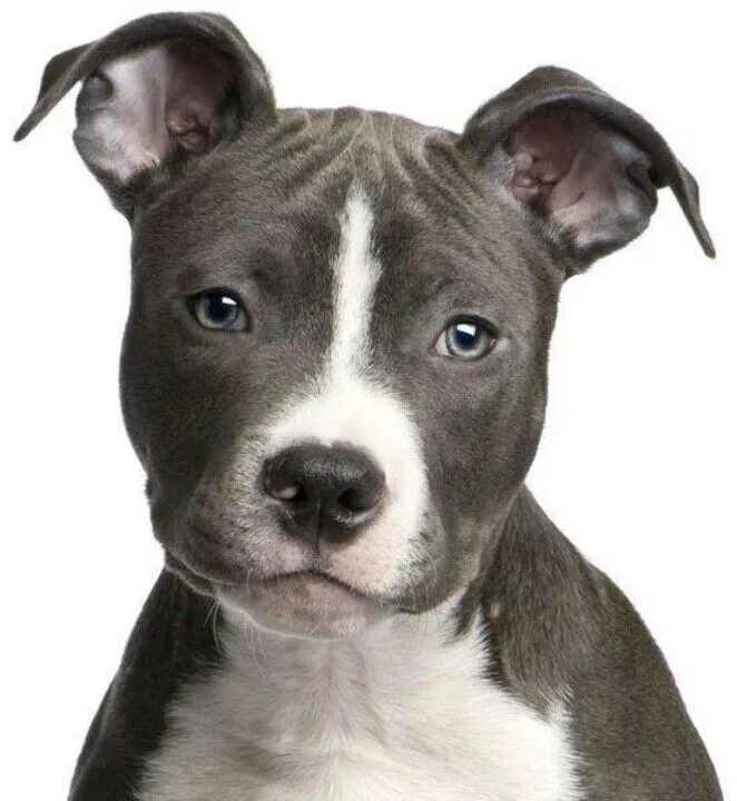 Pit bull terriers виды. Стаффордширский терьер амстафф. Американский стаффордширский терьер черный с белым. Подпалый стаффордширский терьер. Стаффордширский терьер белый.