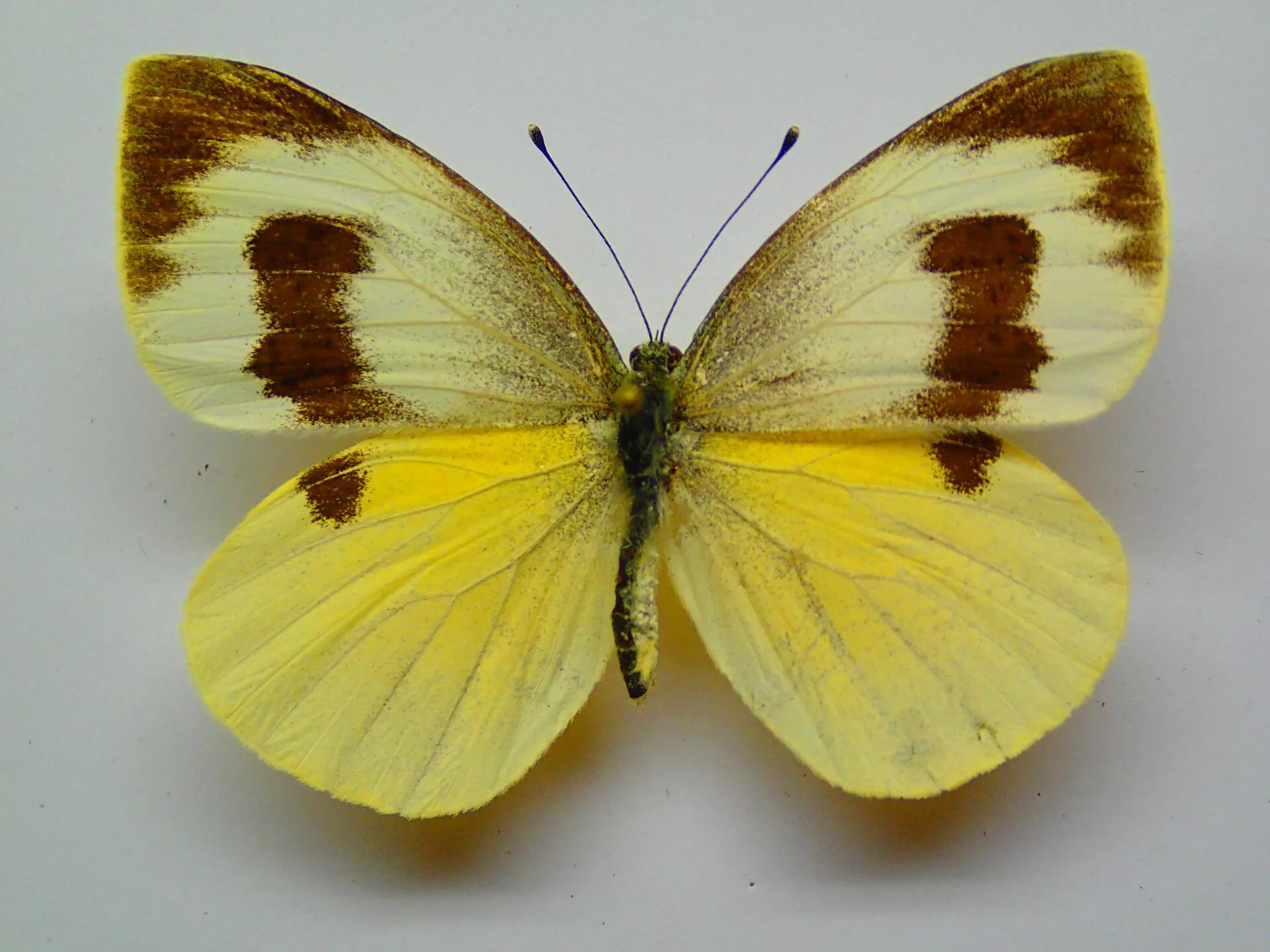 Бабочка Белянка капустница. Капустница Белянка. Капустница (Pieris brassicae). Бабочка капустная Белянка. Окраска капустной белянки