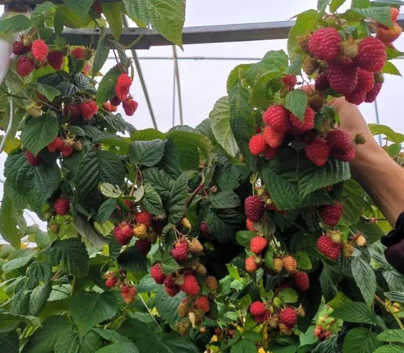 Купить Малина обыкновенная Sokolica - Малина - GardenPlants