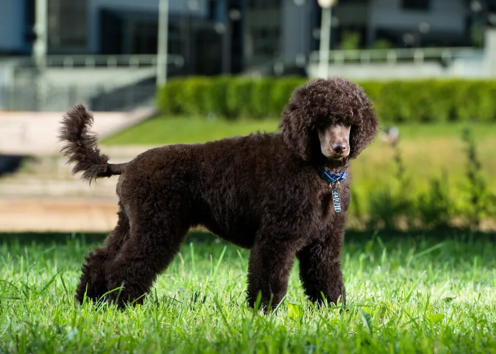 Черный пудель бишон. Королевский пудель. Обыкновенного пуделя. Французский пудель карликовый. Обыкновенного пуделя.