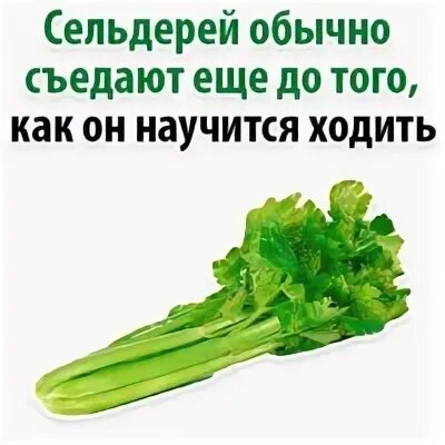 Сельдерей песня лучший в мире. Сельдерей факты. сельдерей юмор. сельдерей мем. шутки про сельдерей.