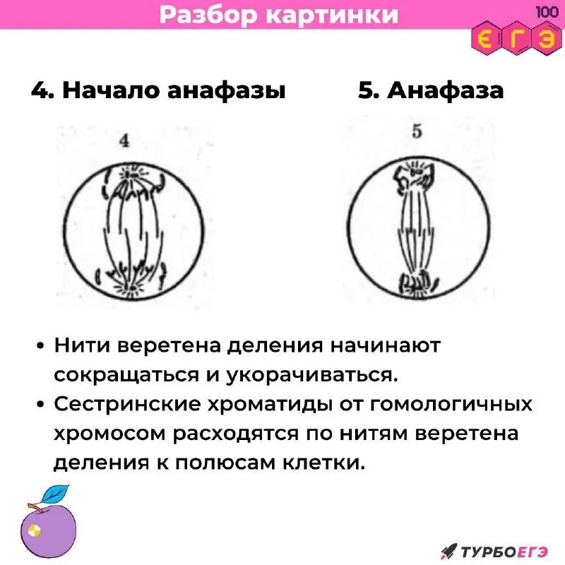 В какой период митоза начинается спирализация хромосом. Митоз спирализация хромосом фаза. Профаза 1 что происходит. Спирализация в профазе. Процессы протекающие в фазах митоза.