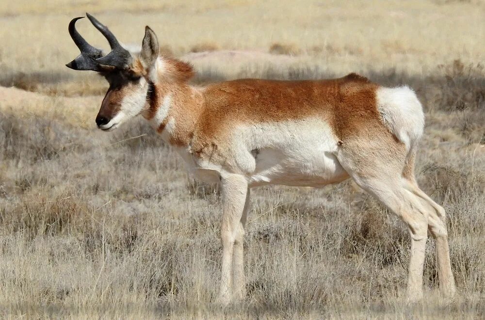 Вилорог в какой природной зоне северной. Вилорог (Antilocapra Americana),. Калифорнийский вилорог. Вилорог (Antilocapra Americana), гифка. Mojo вилорог.