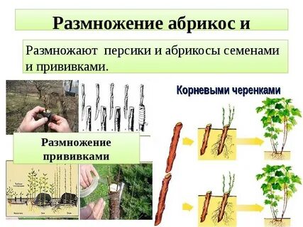 Абрикосы черенками