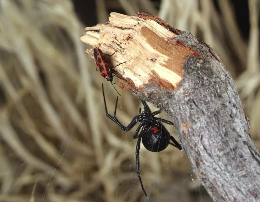 Каракурт паук. Каракурт черная вдова. Каракурт (Latrodectus tredecimguttatus). Паук Каракурт фото. Каракурт вдова