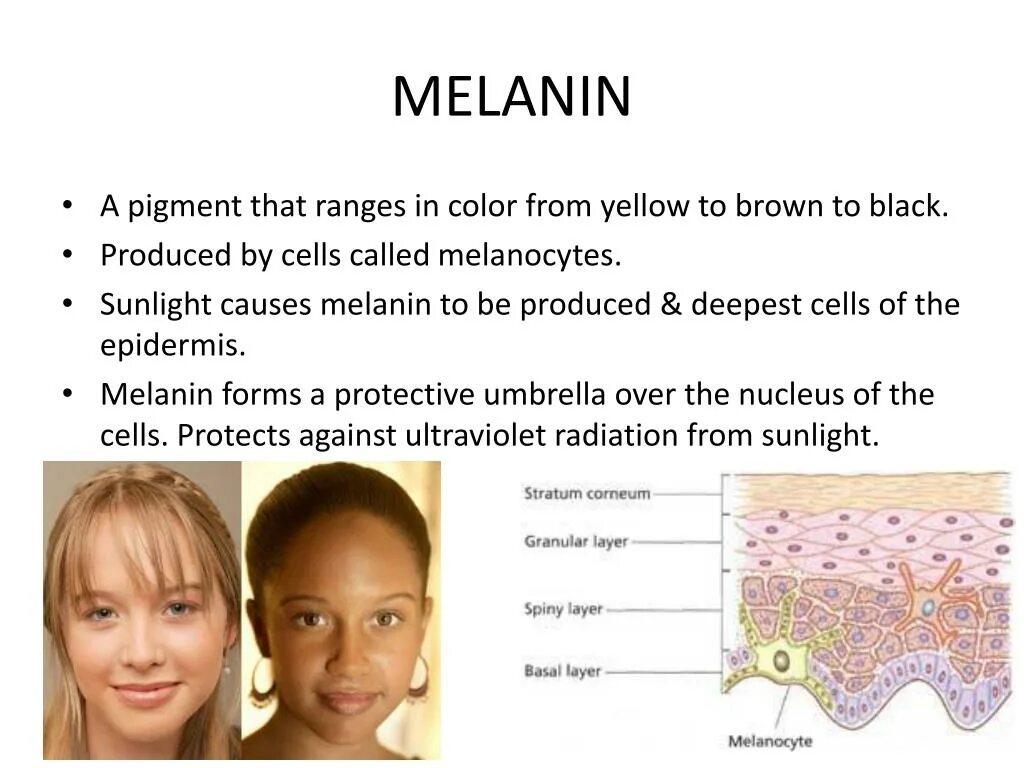 Пигмент кожи меланин находится. Меланин.