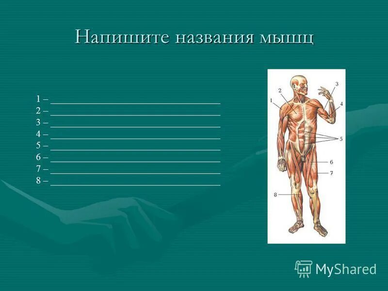 Задания по биологии 8 класс мышцы. Строение мышц конспект 8 класс биология. Биология 8 класс задания по теме мышцы человека. Группы мышц человека анатомия. Биология 8 класс мышцы человека вид сзади и спереди.