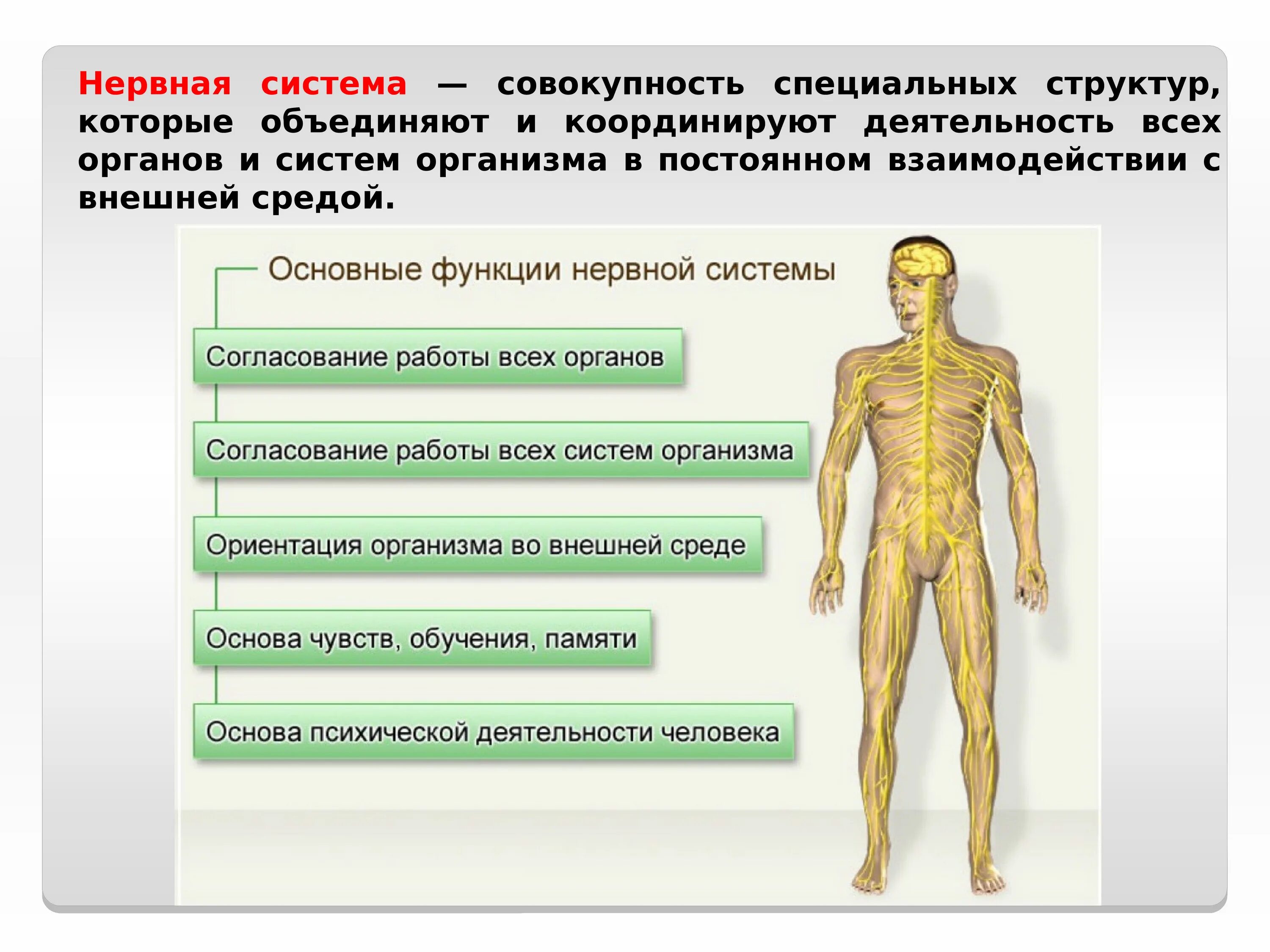 Строение и функции нерв системы. Функции нервной системы человека. Нервная системачеловнка. Нервная система человека строение и функции.