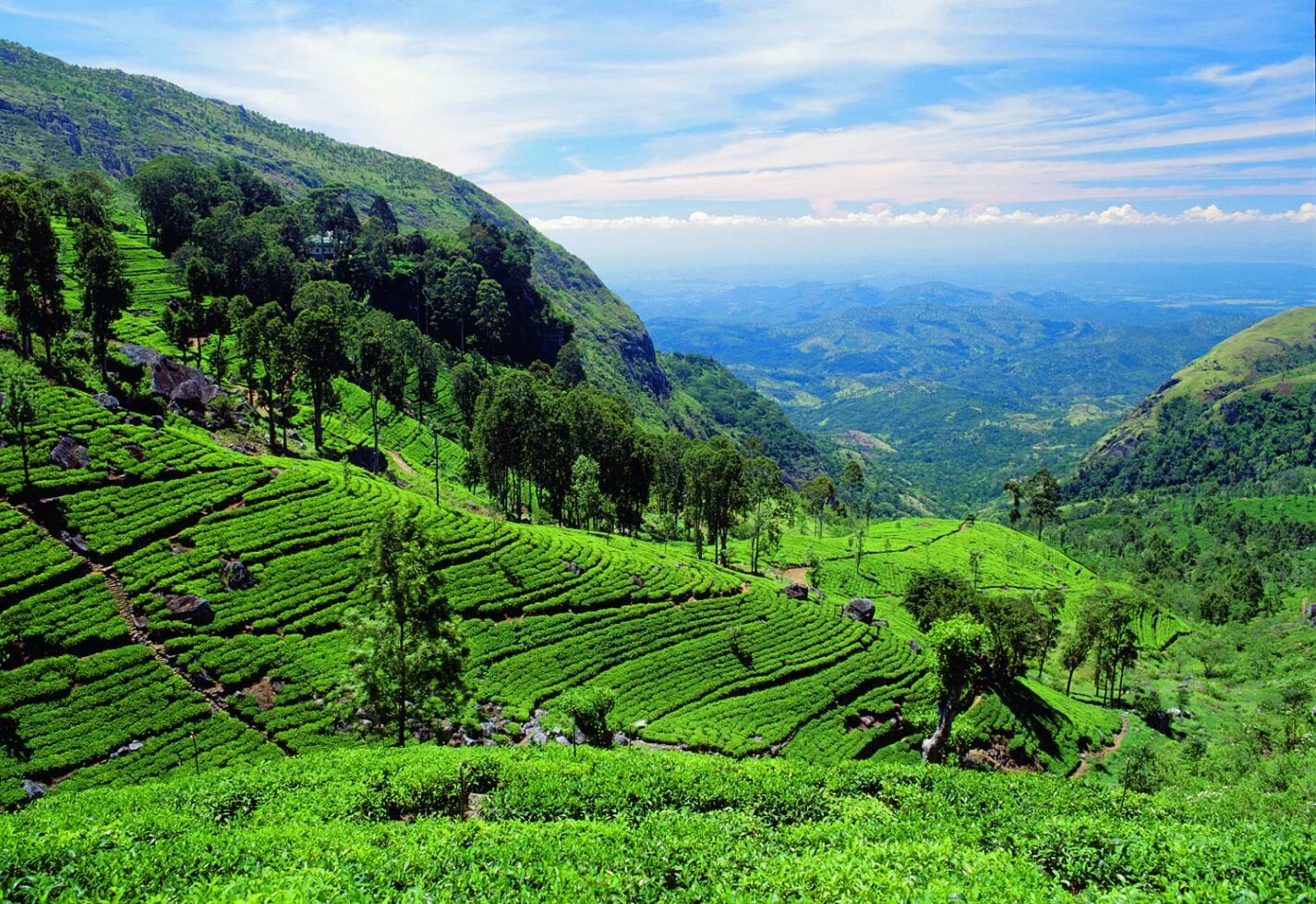 Республика шри. Чайные плантации Нувара Элия. Чайная плантация Нувара Элли. Шри Ланка чайные плантации Нувара. Нувара Элия Шри Ланка.