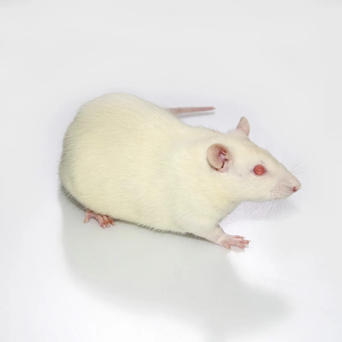 Крысы линии. Крысы линии. Челюсть лабораторных крыс. Белая крыса порода вистар. Крысы линии.