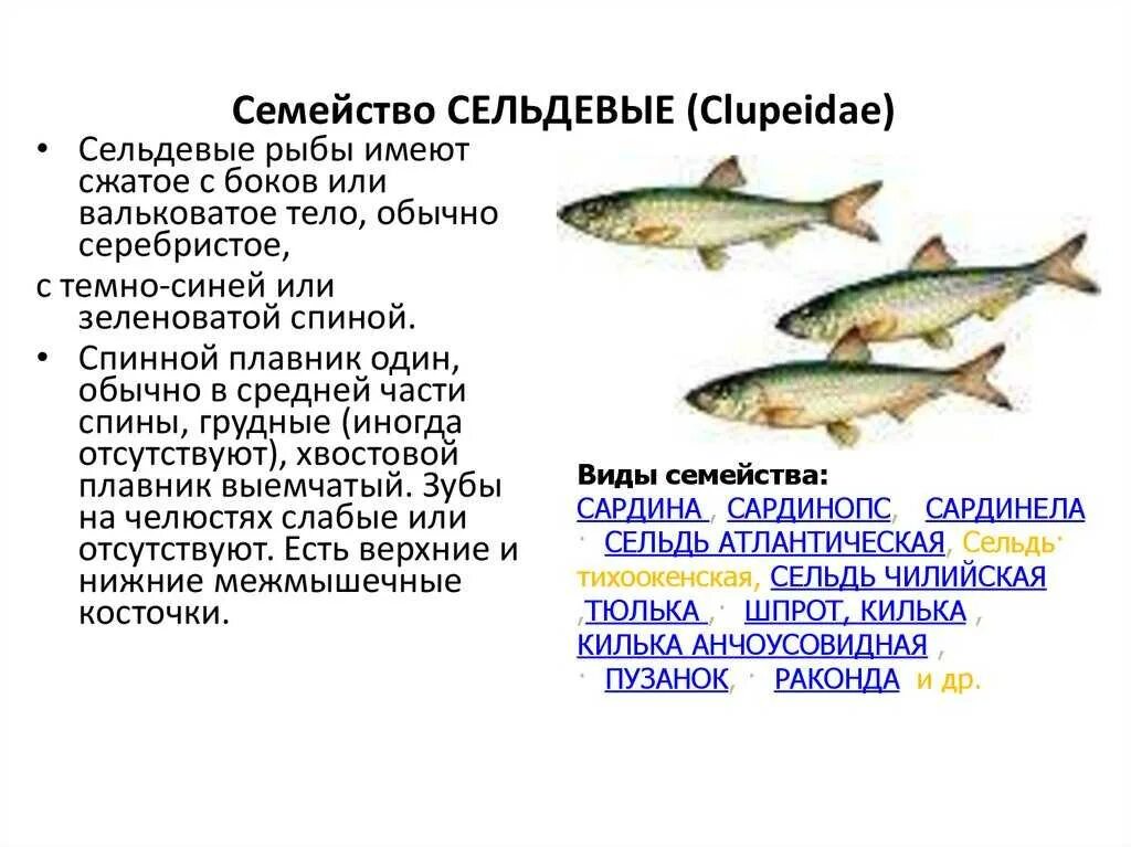 Лососевые промысловая рыба. Семейство сельдевые представители. Сельдевые характеристика. Семейство сельдевых рыб список. Рыба семейства сель.