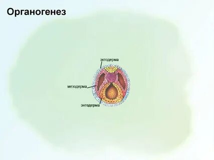 Нейрула какая стадия