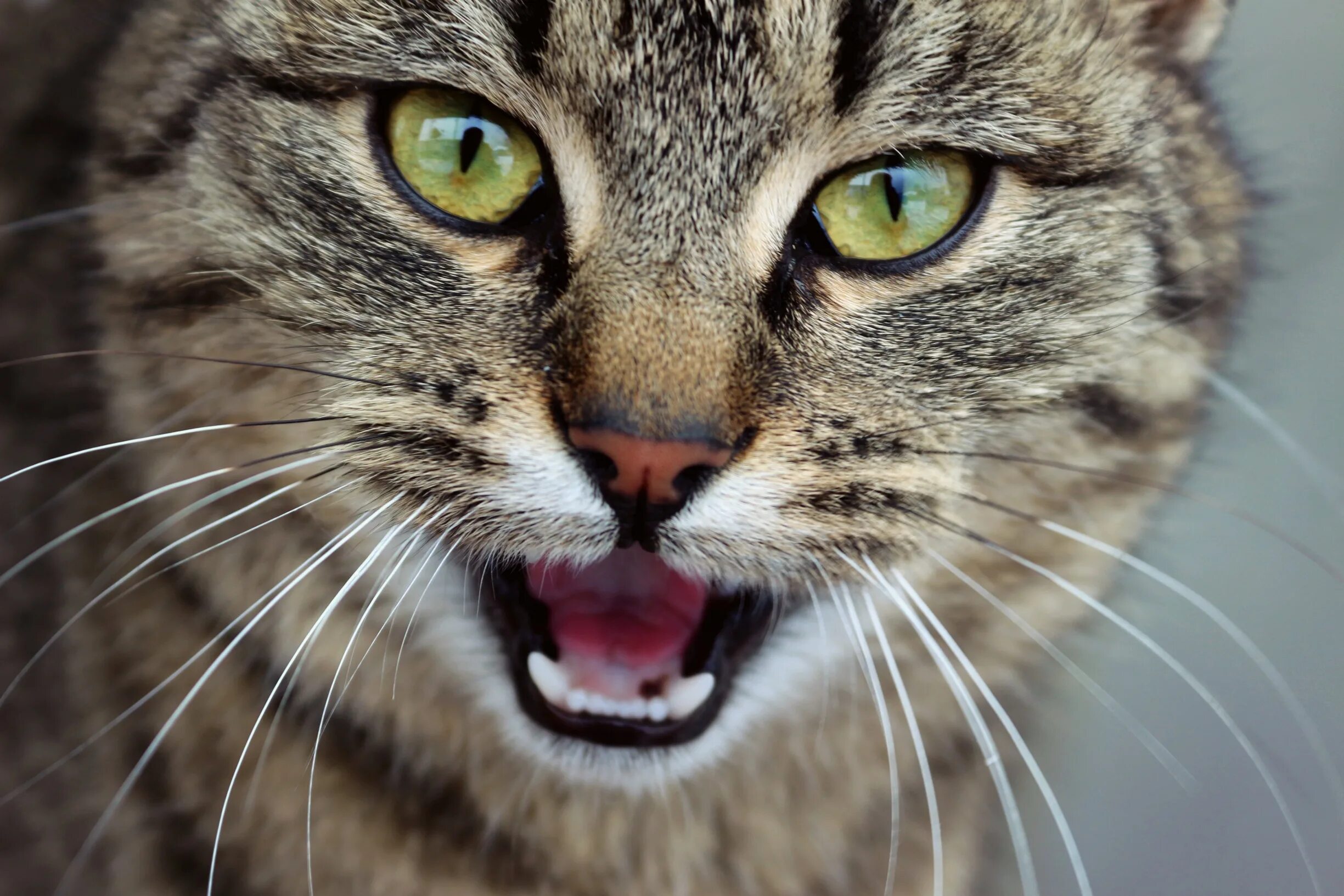 Котенок дышит открыв рот. Язык кошки крупным планом. Кот мяукает. Агрессия котов.