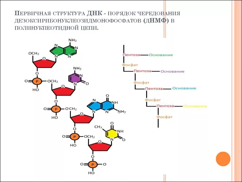 Вторичная цепь днк. Строение первичной структуры ДНК. Первичная структура структура ДНК. Первичная и вторичная структура ДНК схема. Первичная вторичная и третичная структура ДНК биохимия.