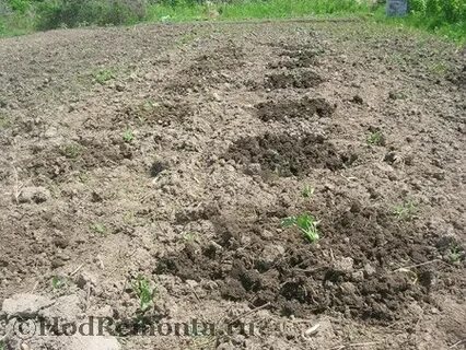 Сажать арбузы семенами в грунт