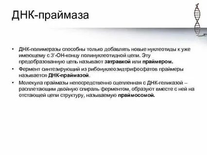 Функция днк полимеразы