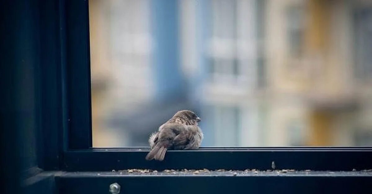 Птичка садится на окошко. Птицы на окна. Птичка на подоконнике. Птички за окном. Воробей на подоконнике.