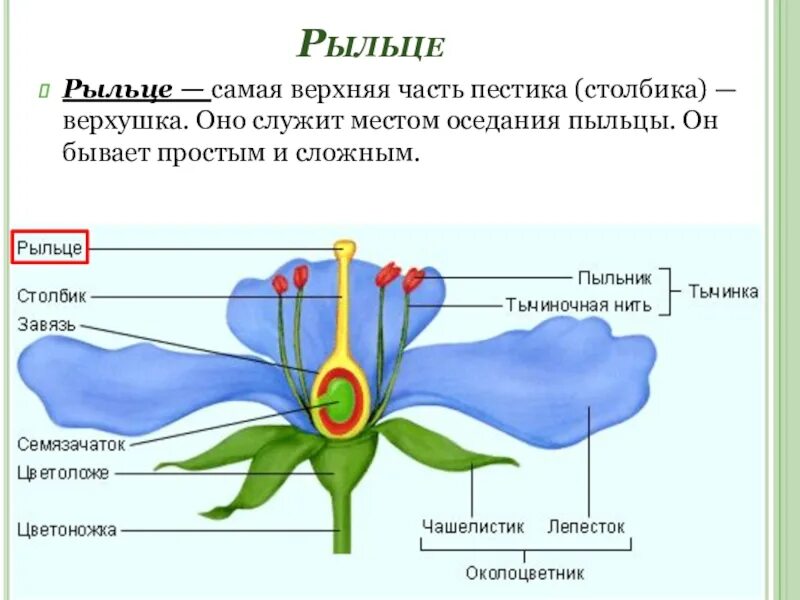 Где находится завязь у цветка. Строение цветка. Структура цветка. Строение цветка биология. Схема строения цветка.