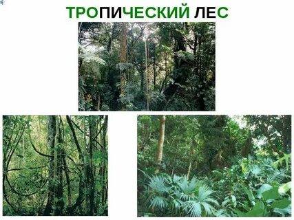 Тропические леса 1 класс окружающий мир