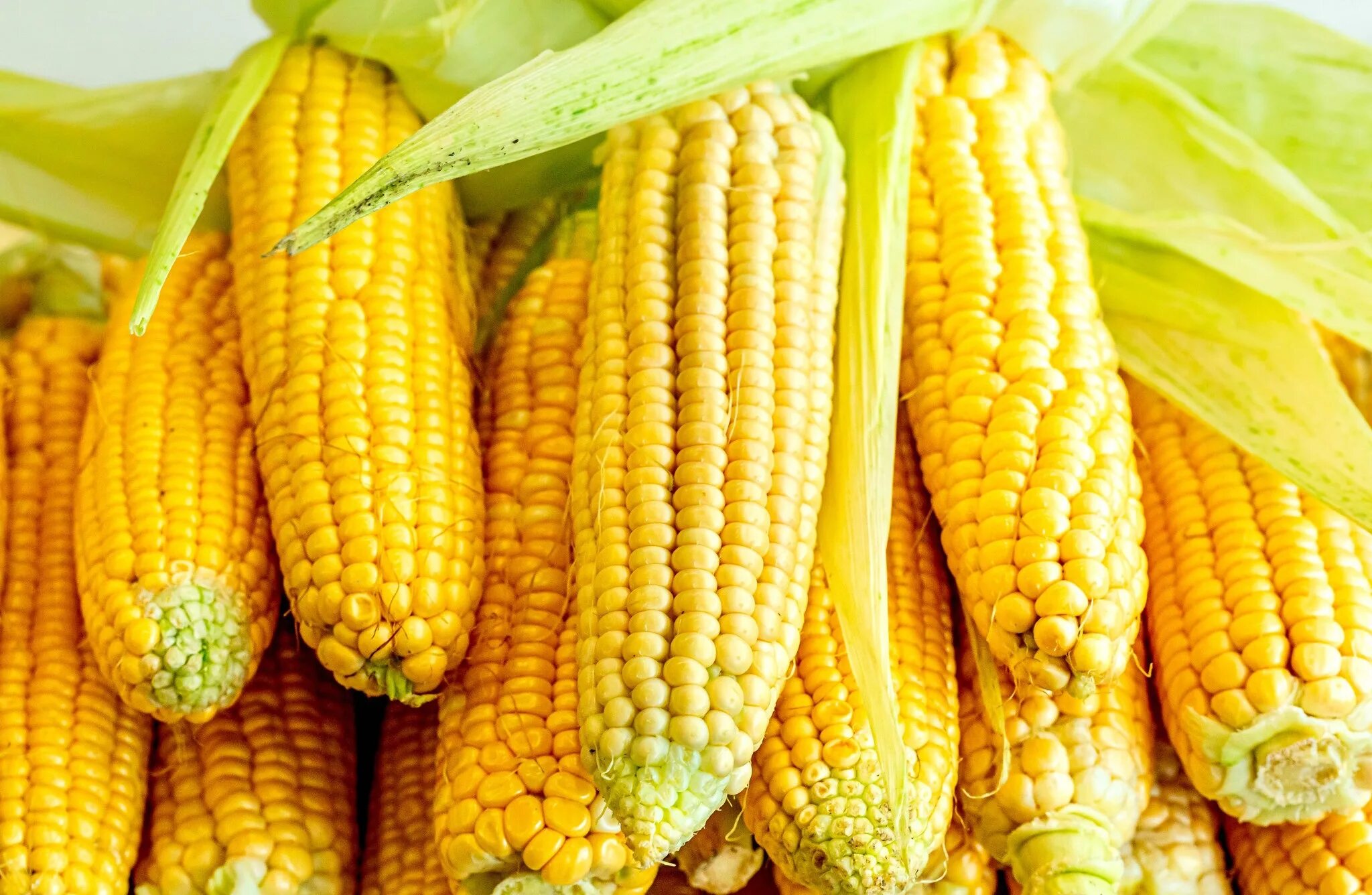 Corn me. Кукуруза дроблёная. Кукуруза початок. Кукуруза в початках кормовая. Китайская кукуруза.