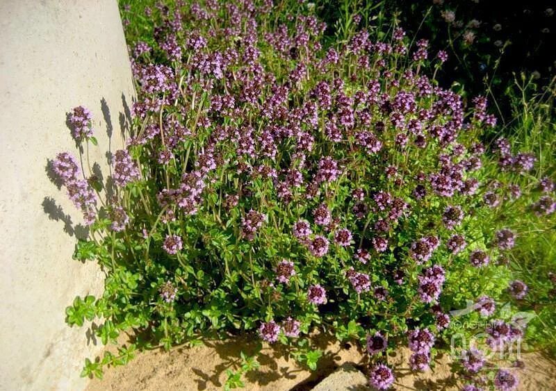 Чабрец «фокслей». Тимьян (чабрец) ползучий (thymus serpyllum) альбус. Тимьян меловой чабрец. Тимьян дорфлера. Тимьян похож на.