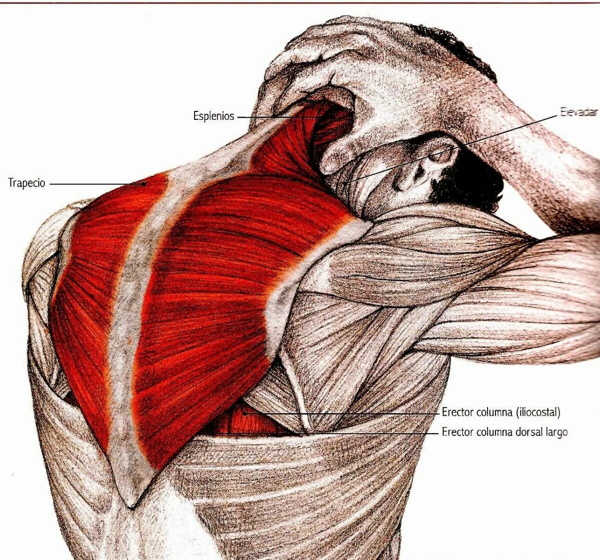 Активная мышца. Мышцы спины. Мышцы спины и шеи. Мышцы спины и шеи анатомия. Мышцы и связки спины.