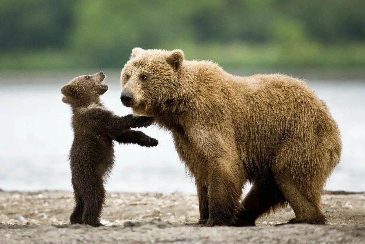 Картинка медведь. Бурый медведь Пестун. Бурый медведь (лат. Ursus arctos). Бурый медведь с медвежатами. Медведь с медвежонком.