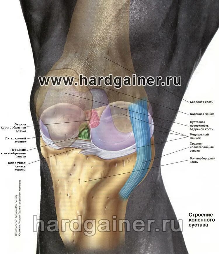 Болит под коленом что это может быть. Болит косточка под коленом сбоку с внутренней стороны. Боли. В коленном суставе анатомия. Внутренняя сторона колена.