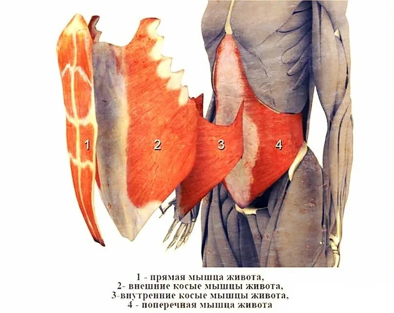 Поперечная мышца живота. Сухожилие наружной косой мышцы живота. Поперечная мышца живота анатомия. Поперечная и внутренняя косая мышца живота. Косые мышцы живота анатомия внутренняя наружная.