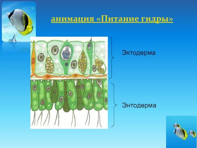Структура эктодермы. Строение эктодермы. строение энтодермы. эктодерма и энтодерма кишечнополостных. энтодерма у кишечнополостных.