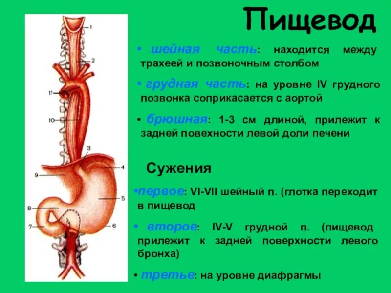 Трахея на каком уровне позвонка
