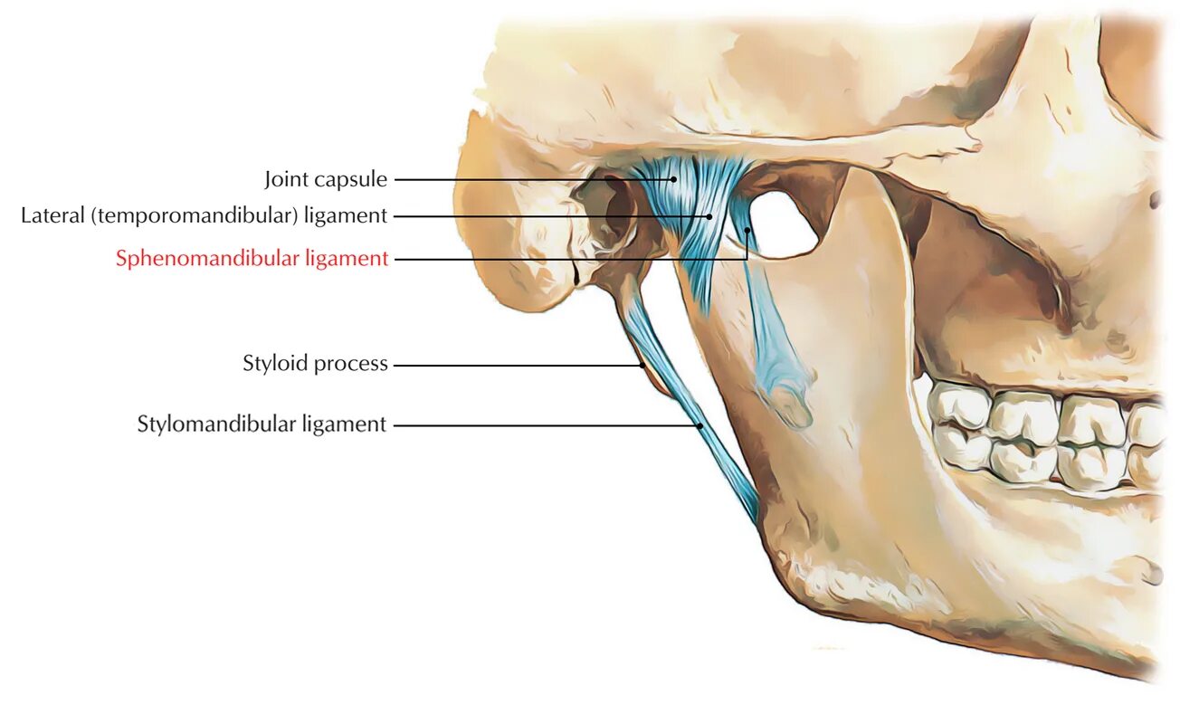 Мыщелки челюсти. Связки ВНЧС анатомия. Височно челюстной сустав анатомия. Связки височно-нижнечелюстного сустава. Связочный аппарат ВНЧС.