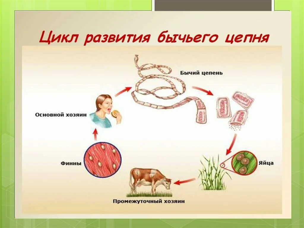 Какое развитие у бычьего цепня