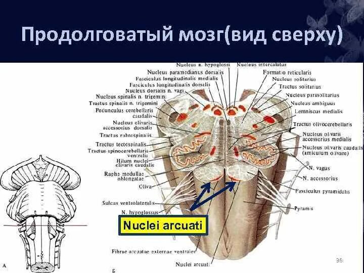 Продолговатый мозг входит в состав. Вентральная поверхность продолговатого мозга схема. Перекрест пирамид продолговатого мозга. Средний мозг продолговатый мозг вид сбоку.