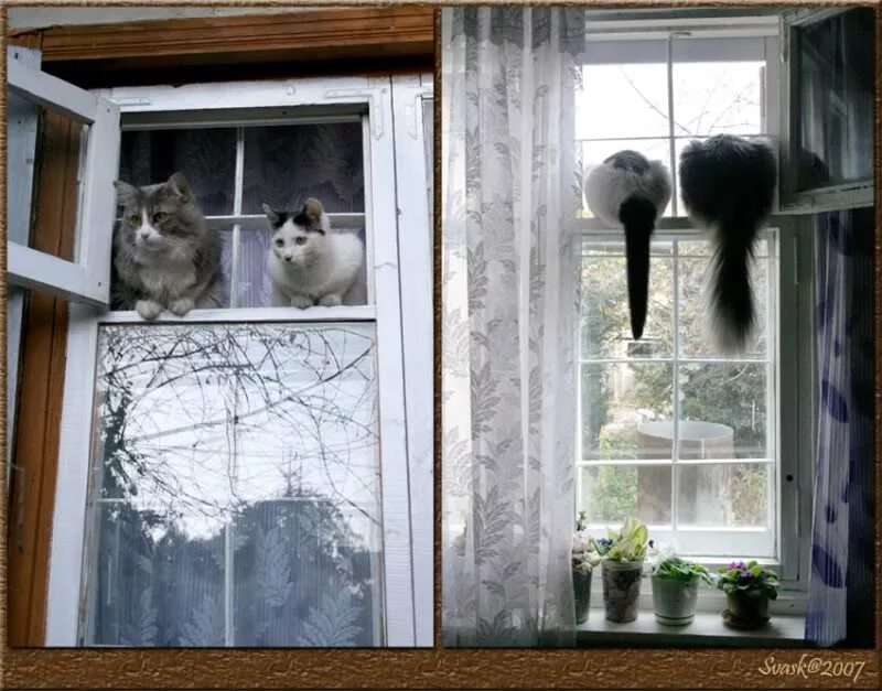 Котик у окна. Приколы про окна. Счастье когда тебя ждут дома. Прикольные пластиковые окна. Окна самое смешное.